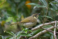 Yellow-spotted Honeyeater